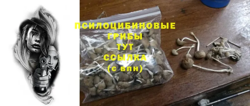 Галлюциногенные грибы Psilocybe  где продают наркотики  Горячий Ключ 