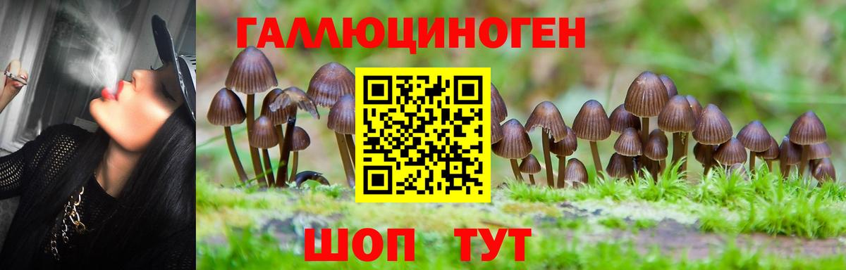 Псилоцибиновые грибы Psilocybe  Горячий Ключ 